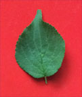 leaf-texture2