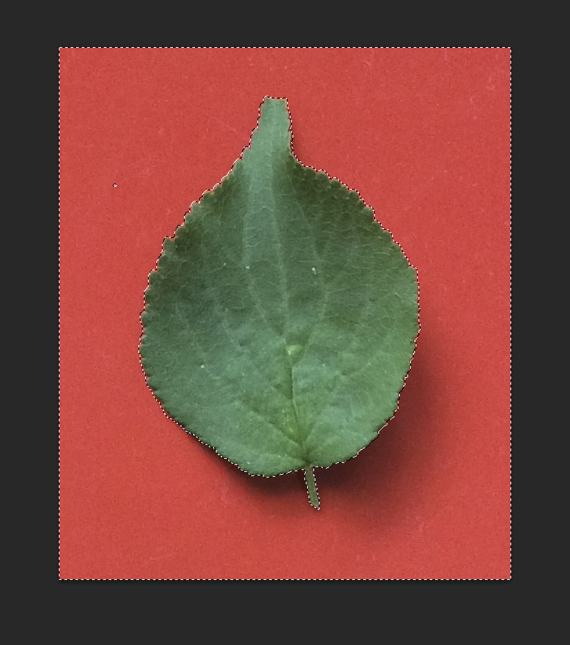 leaf-texture