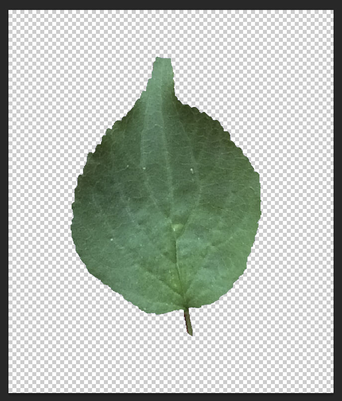 leaf-texture12