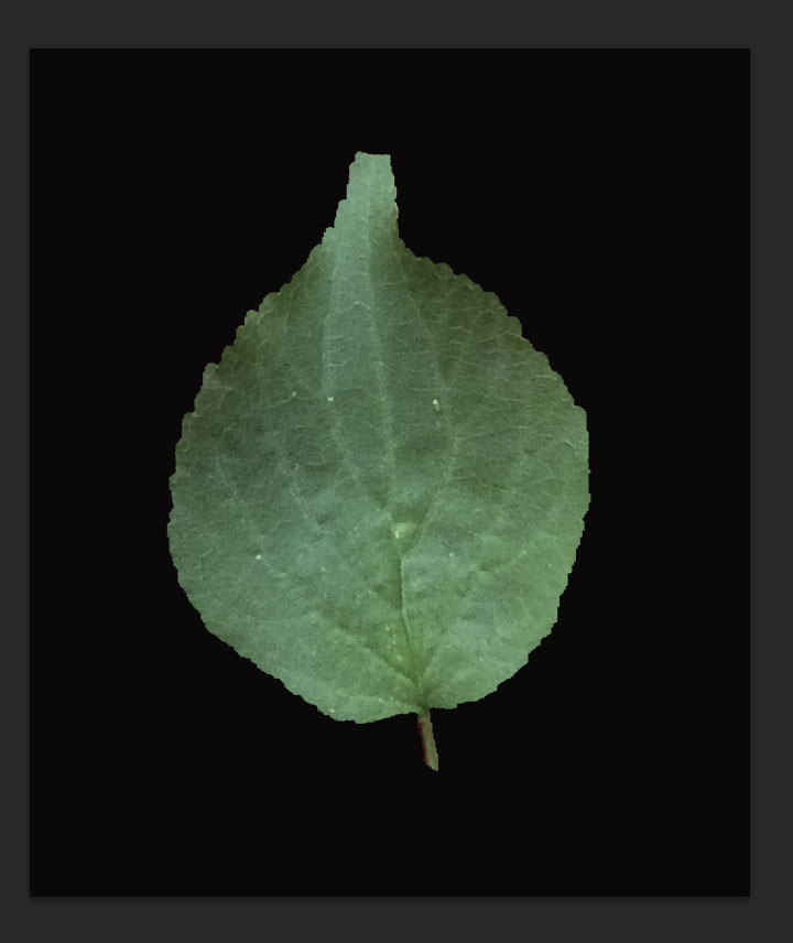 leaf-texture6